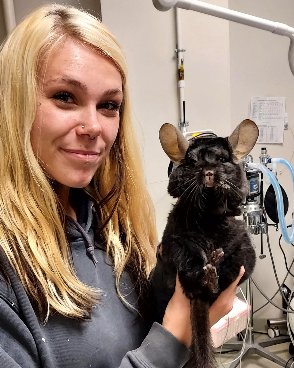 BaysideAnimal's tweet photo. Chillin' chinchilla. https://t.co/1gIl33eWdM
