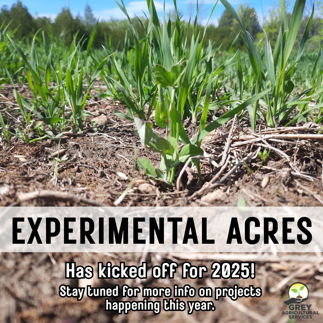 GreyAgServices's tweet image. Experimental Acres is a Grey County program which supports farmers in trialing new practices on farm. Check out our website for information on the projects which are just getting under way for this year: greyagservices.ca/experimental-a…