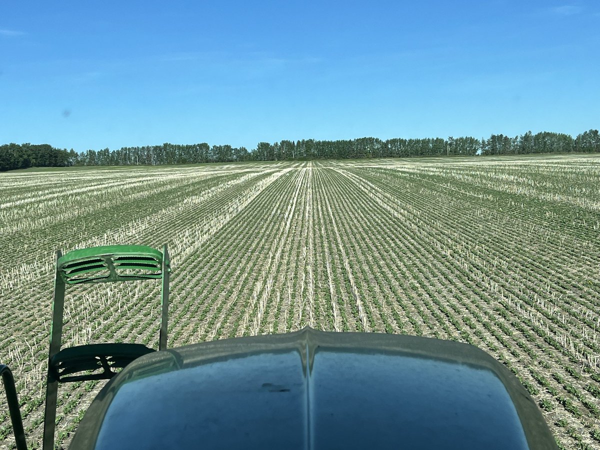 Shane Strydhorst 🧢 (@sstrydhorst) on Twitter photo Am I doing this right, <a href="/hugewalleye/">Terry Youzwa</a>? I don’t usually spray #fababeans in-crop until June.
Crops are off to a nice start!
#cdnag Am I doing this right, <a href="/hugewalleye/">Terry Youzwa</a>? I don’t usually spray #fababeans in-crop until June.
Crops are off to a nice start!
#cdnag