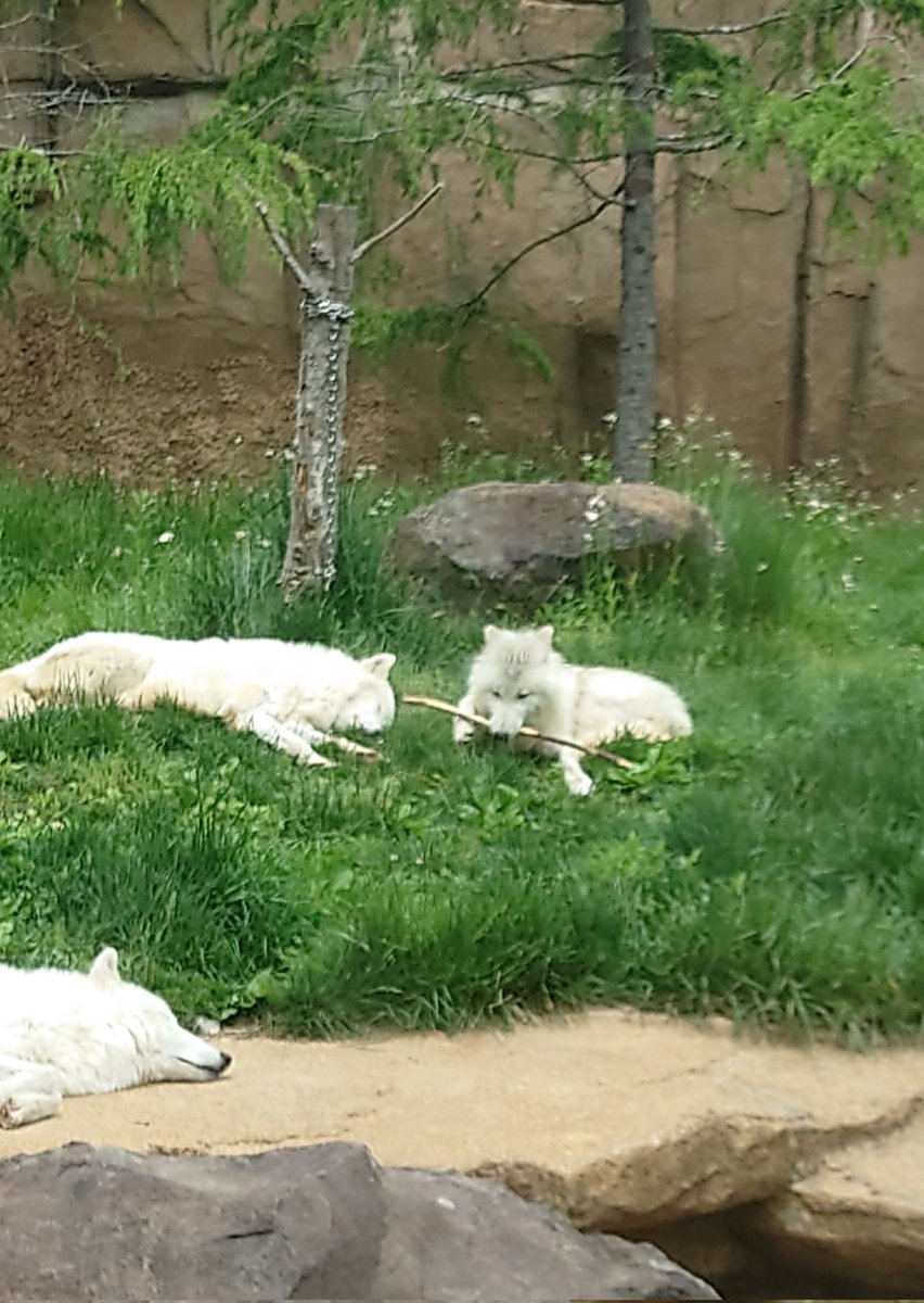 パパもママも  
寝ちゃったので
ひとり遊びきをする
 ましろちゃん🐺🎀

やっぱり木の枝が
好きなんですね😊💕

 #那須どうぶつ王国 
 #ホッキョクオオカミ
 #ましろ
 #オオカミの丘

📷✨2025/05/26