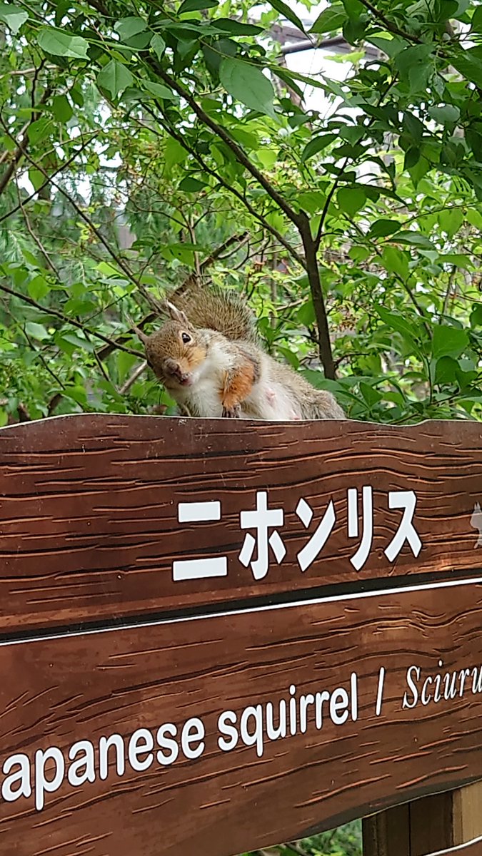 お〰っと💦💦
危ない⚠️(ノ°ο°)ノ

リス🐿も
木から🌳落ちる？
😁💕

 #那須どうぶつ王国 
 #ニホンリス
 #リスの森
📷✨2025/05/26