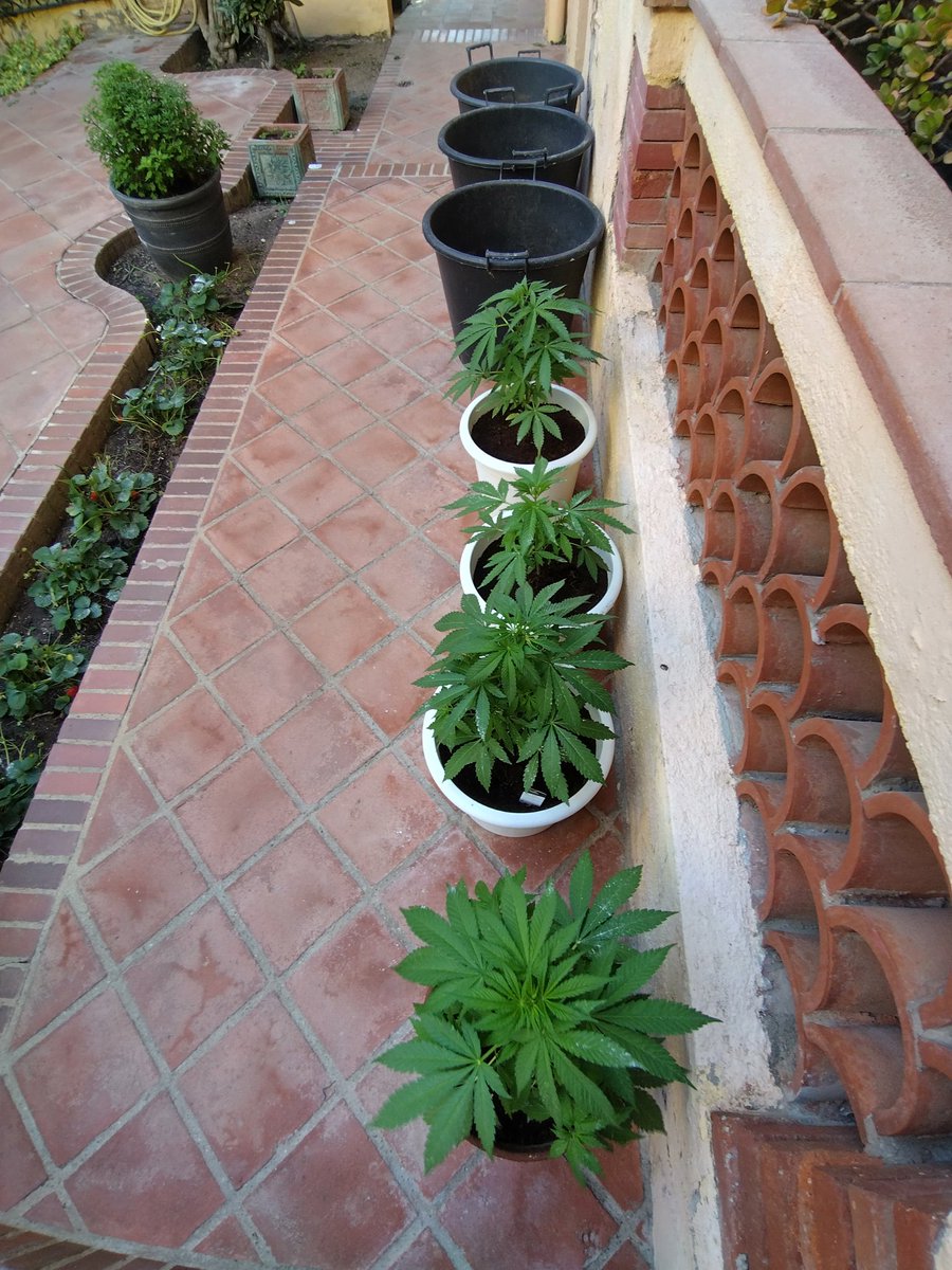 Enjoy the process... In a week i am going to put them into those big pots 💪🌱 #cannabisgrow #growyourown #420friendly #cannabisculture