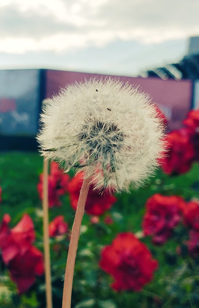 İyi akşamlar iyi yürekli canlar
 💐🙋🙏
Biri sizi  hiç yalnız bırakmıyorsa
Ve ama çok uzaktaysa
Uzanınca  ansızın dokunacakmış gibi
Ve ama dokunamazmış gibi tenine
Bir de hissediyorsan tenini teninde
Ve ama sanki  yuva yapmış içine
Narin bir kuş..
c.mordağlı
 🕊️...🌸
#şiirimsi