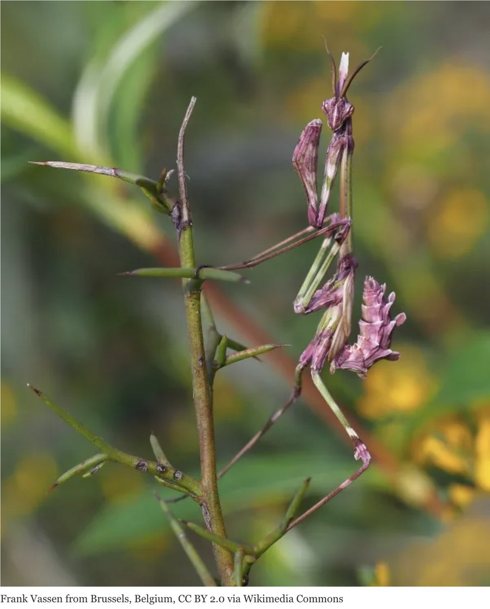 The conehead mantis, found around the Mediterranean. Yes, thisis a real photo, and the insect is a great example of crypsis (camouflage):