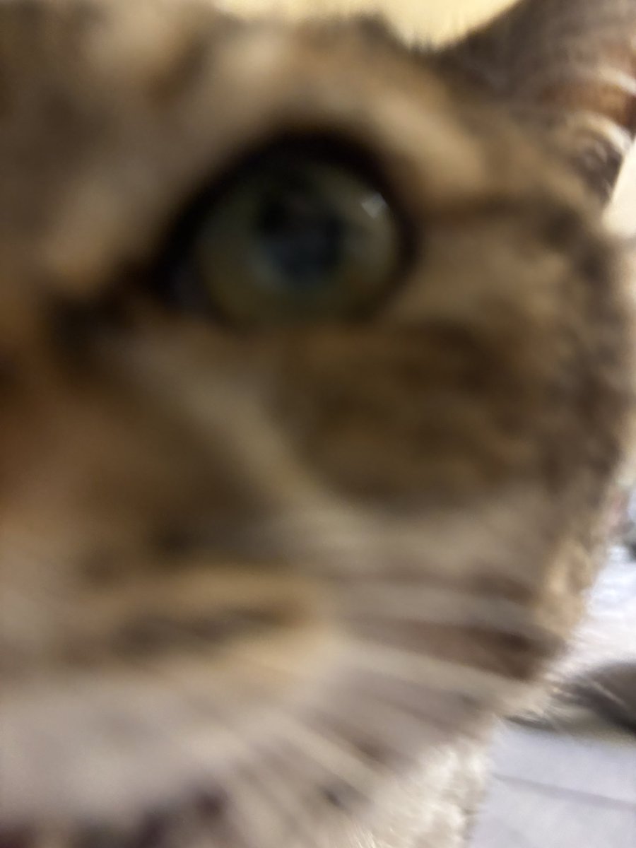 今日のまめ
＃猫のいる暮らし　＃猫のいる幸せ　＃猫　＃まめ