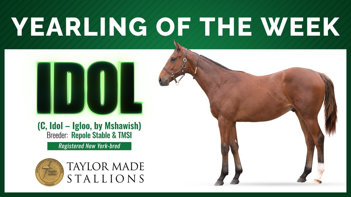 Taylor Made Stallions (@tmstallions) on Twitter photo 🚨 YEARLING OF THE WEEK 🚨
Taylor Made Stallions' Yearling of the Week by IDOL! A Registered NY-bred out of a Multiple Stakes Placed mare!
<a href="/RepoleStable/">Repole Stable</a> 🚨 YEARLING OF THE WEEK 🚨
Taylor Made Stallions' Yearling of the Week by IDOL! A Registered NY-bred out of a Multiple Stakes Placed mare!
<a href="/RepoleStable/">Repole Stable</a>