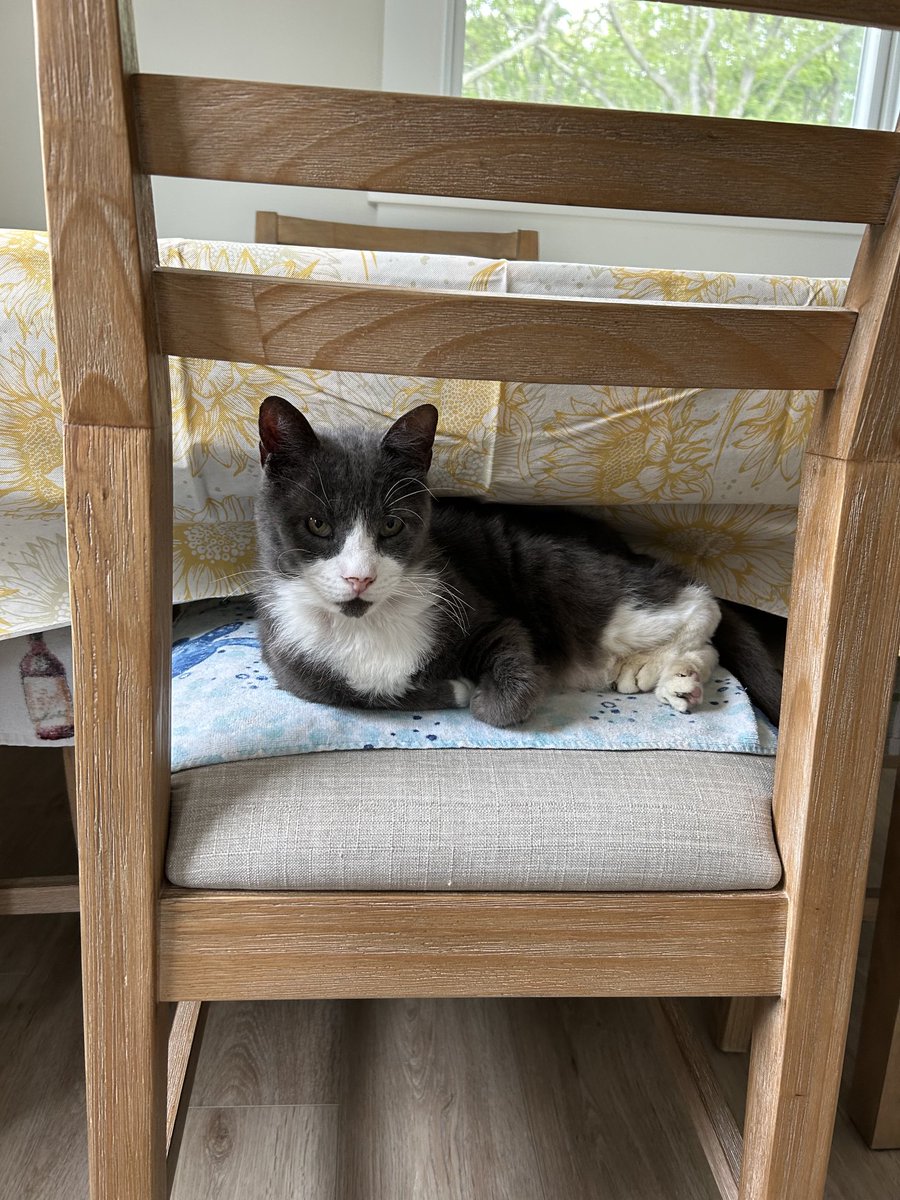 It’s #whiskerswednesday have a wonderful #humpday pals! ❤️Teddy (and Maggie) #catsarefamily, #tuxedo,
#CatsOfX, #adoptdontshop 😽😻🐶🐕🐈‍⬛🐾🐫🇺🇸