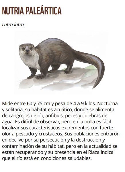 WWFespana's tweet image. 🦦 Hoy celebramos el Día de la #Nutria, símbolo de ríos sanos y biodiversidad en recuperación.

En el Refugio de #Montejo, su presencia es señal de esperanza. 🌿
Descubre más en la guía de WWF sobre este espacio único.

📥 Descárgala aquí: wwfes.awsassets.panda.org/downloads/wwf_…