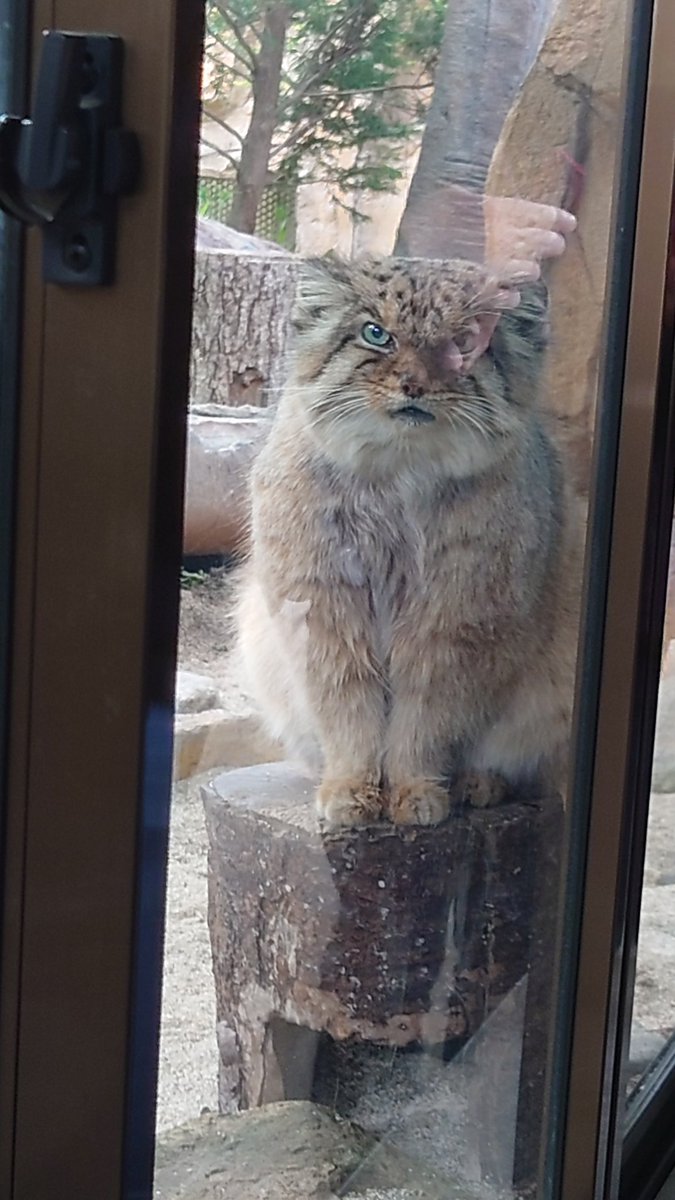 ボル君
また来るね((ヾ(˙ ˘ ˙｡)ﾌﾘﾌﾘ💕

 #那須どうぶつ王国
 #ボル
 #マヌルネコ 

📷✨2025/05/26 /15時55分