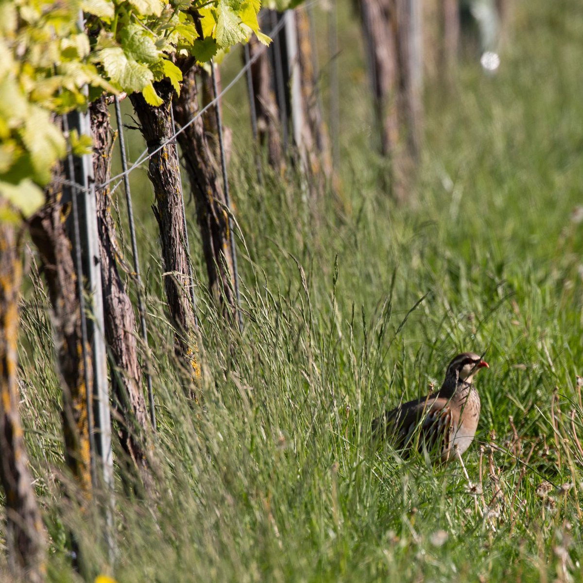 It has been a joy to watch the Estate come to life this spring, with wildlife flourishing and habitats thriving under the South Downs sunshine.