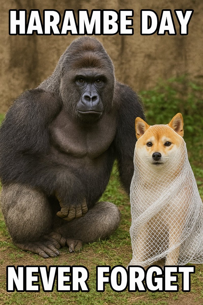 WrappedJenny (🦍,🦍) (@jennygotsol) on Twitter photo A gorilla...and a netted guardian.
Both hold the line against a world that forgets too fast.
<a href="/SolanaHarambe/">Harambe on Solana</a> <a href="/wrappeddog/">Wrapped Dog Favorites</a> $wDOG A gorilla...and a netted guardian.
Both hold the line against a world that forgets too fast.
<a href="/SolanaHarambe/">Harambe on Solana</a> <a href="/wrappeddog/">Wrapped Dog Favorites</a> $wDOG