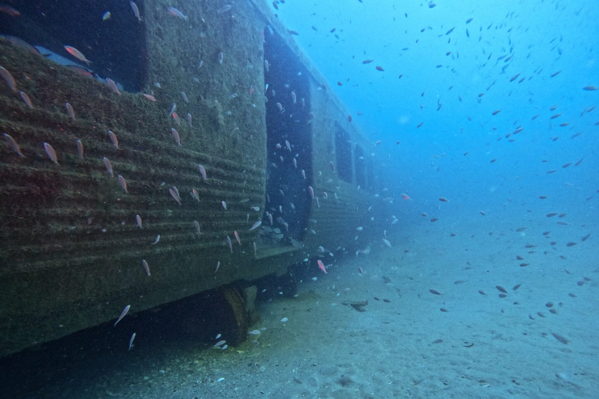 NOAA Sea Grant (@seagrant) on Twitter photo #DYK repurposed materials can mimic natural #reefs?🪸
Over 5 decades, 46 artificial reefs have been established across 70,000 acres off the Georgia coast!
🐟<a href="/GACoast_UGA/">UGA Marine Extension and Georgia Sea Grant</a> found the program not only generates #habitat, but also significant economic impact: gacoast.uga.edu/study-highligh… #DYK repurposed materials can mimic natural #reefs?🪸
Over 5 decades, 46 artificial reefs have been established across 70,000 acres off the Georgia coast!
🐟<a href="/GACoast_UGA/">UGA Marine Extension and Georgia Sea Grant</a> found the program not only generates #habitat, but also significant economic impact: gacoast.uga.edu/study-highligh…