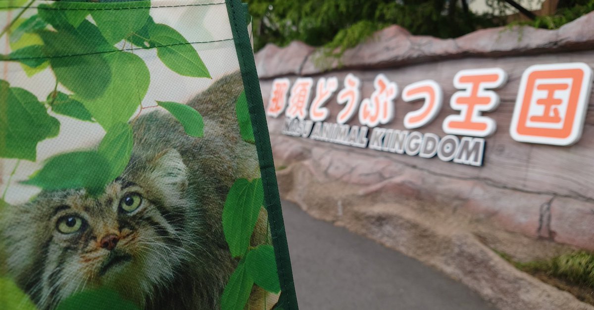 そろそろ
ポリーと一緒に帰ります
🚙💨

 #那須どうぶつ王国 
 #ポリー
 #マヌルネコ

📷✨2025/05/26