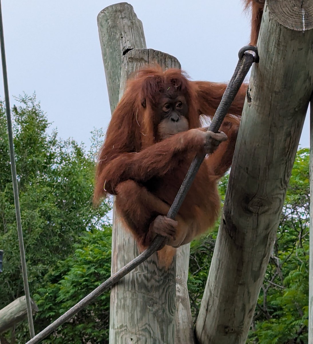 ComoZoo's tweet photo. Markisa and Kemala, just hanging out like it's no big deal. Later, Kemala took to the ropes and reminded us who's boss. ๐ช๐ฆง
๐ธ: Thanks to Zookeeper Megan for the great shots!
#ComoZoo #Orangutans #MarkisaAndKemala #ZooLife https://t.co/y2wdnIUhby