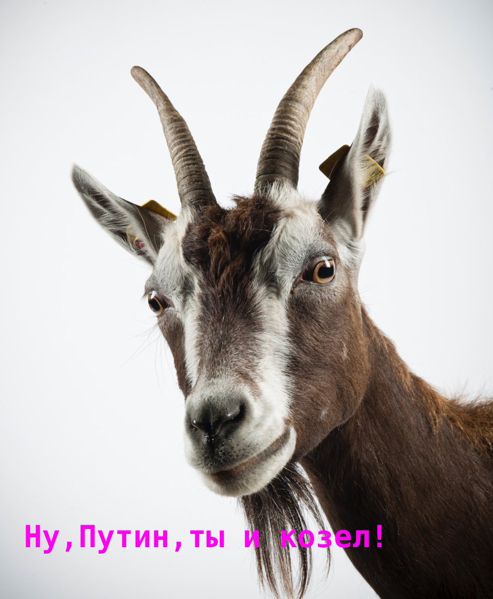 Скептик 🇺🇦 (@avidsceptic) on Twitter photo 