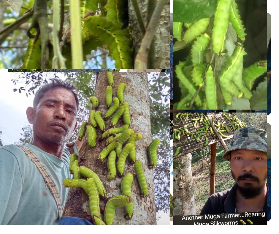 MssoSilk's tweet photo. This Muga rearing season has witnessed significant progress across Assam and Meghalaya, with rearers reporting healthy ripened worms and encouraging outcomes across regions—from Abhayapuri, Golapara, Kamrup, Dhemaji, Mankachar, Jorhat, Sivasagar and Tinsukia, Assam to North & West Garo Hills, Meghalaya.
High-quality DFLs supplied by CSB P3 units Pailapool, Adokgiri, Hahim, Kowabil, Rompara, Nongpoh and MSSPC Kaliabari have played a key role.
Each success reflects the dedication of farmers and the impact of quality inputs—underscoring the link between scientific support, assured crop success, and rural livelihood enhancement. @csbmot @TexMinIndia @CMOfficeAssam @CMO_Meghalaya @PmargheritaBJP