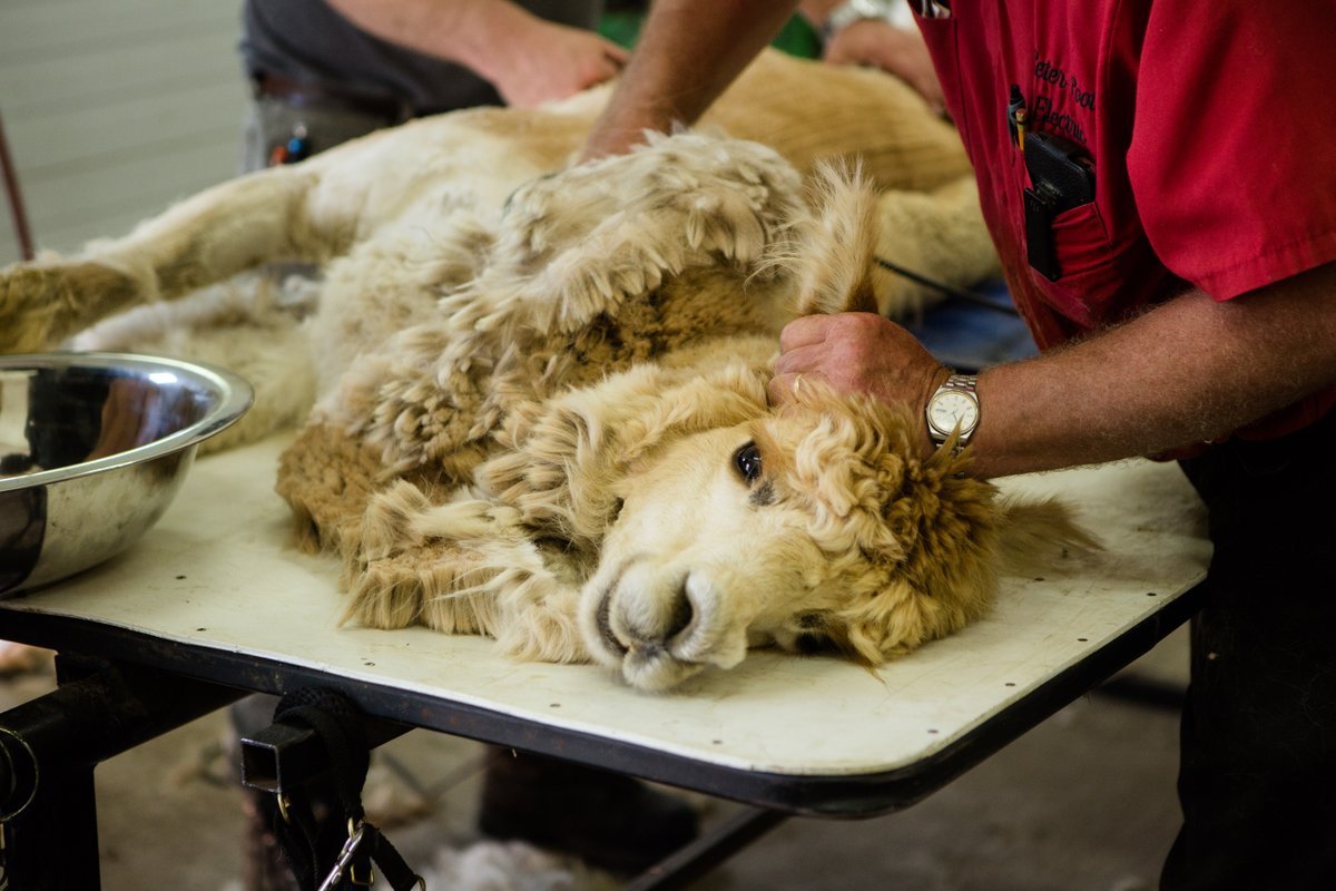 Pootcorners will be humming with the completion of the shearing season during your visit to the farm on May 31. Watch fibre fly as the annual harvest is collected and begins its journey to the farm store. Stick around for hourly shearing demonstrations. wellington.ca/springromp