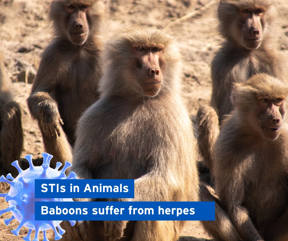 #Herpesviruses occur in all vertebrates from mice to elephants and also in birds, turtles, reptiles, fish and even oysters. Baboons are no exception. 

More info : ow.ly/ws5350VZ1xW 

#AnimalResearch #AnimalTesting