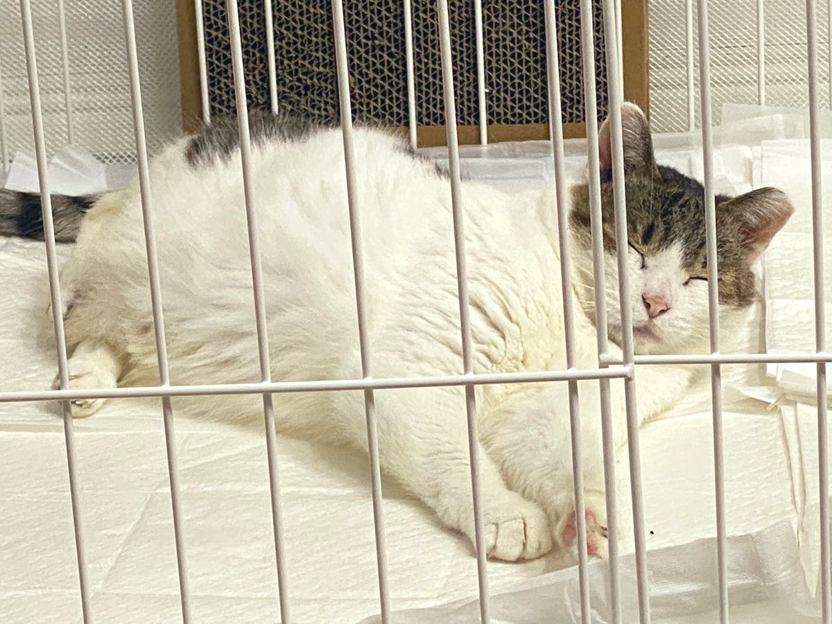 임도로
밥 먹고 물 먹고 바로 눕더니
살짝 ...꿀렁~ (속이 안 좋을지도~) 해서
니 먹고 바로 눕지 말라고 개뭐라함

이놈의 가스나가 듣지도 않네요
#가족찾는도로