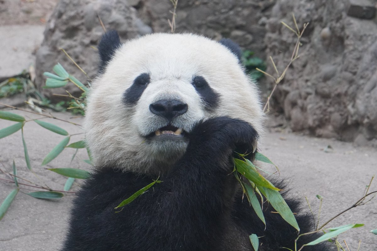 We’ll be visiting Bao Yuan and other panda cubbies in Dujiangyan Panda Base this weekend!  Don’t miss this opportunity! Alex cant’t wait to meet them.
Virtual Tour Sign-Up: mypandatours.com/collections/al…
“TOUR #167•Dujiangyan Panda Base• Saturday 31 May, 9:00PM (Times in EDT) ”