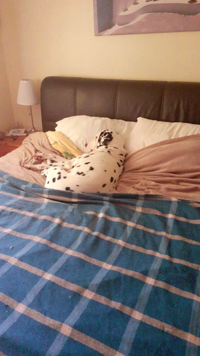 geequeue's tweet photo. @JoanitaMusisi @BBCYork 
Hi Jo got to be dogs for me ..think we've spoken about Domino before here's photos of doing all his favourite things, waiting for the odd snack, sleeping, being nosey and of course walking.😉
Quinny and Domino in Bedale https://t.co/n1KwJqf7Jj