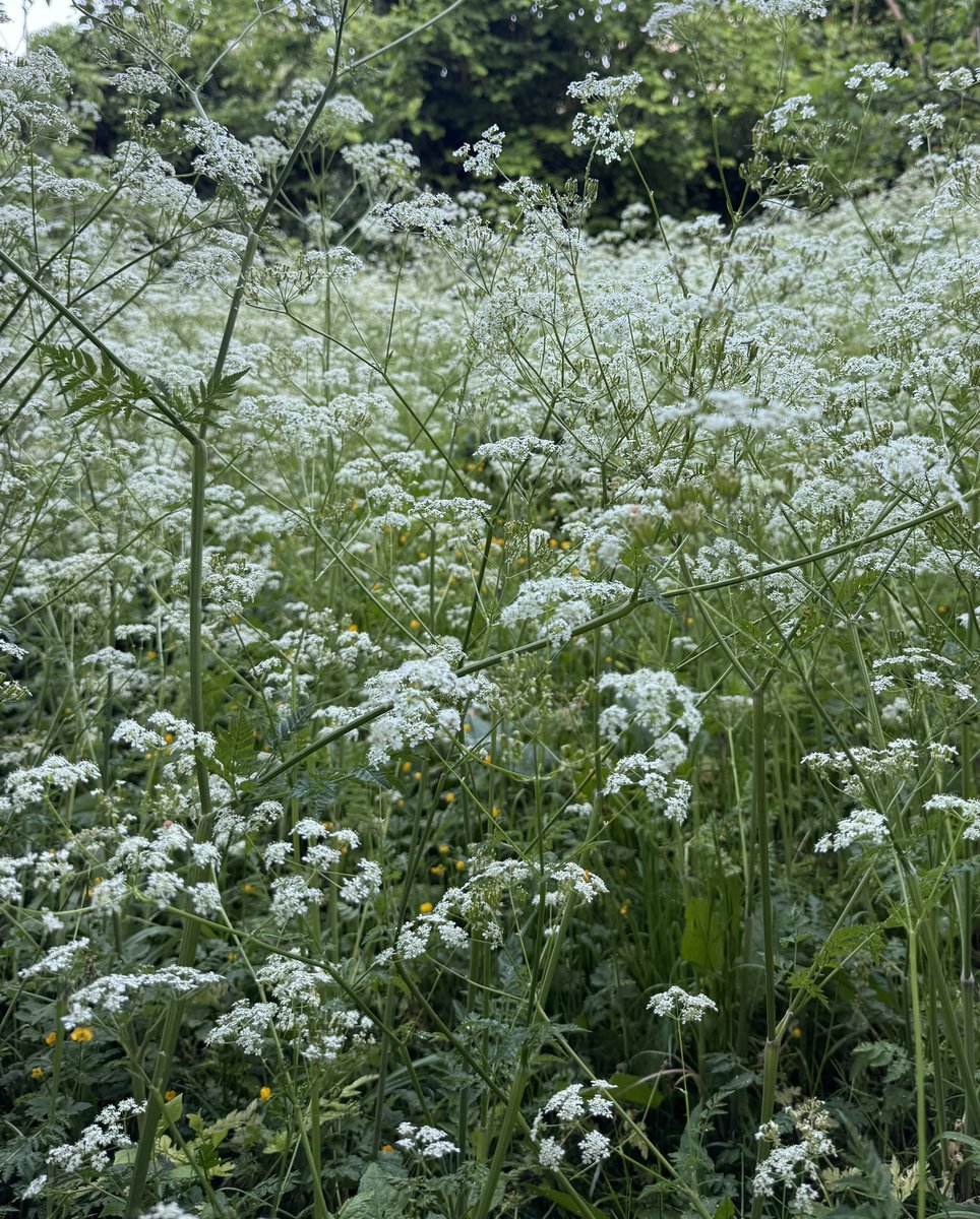 A haze of cow parsley on the edge of the woods.
