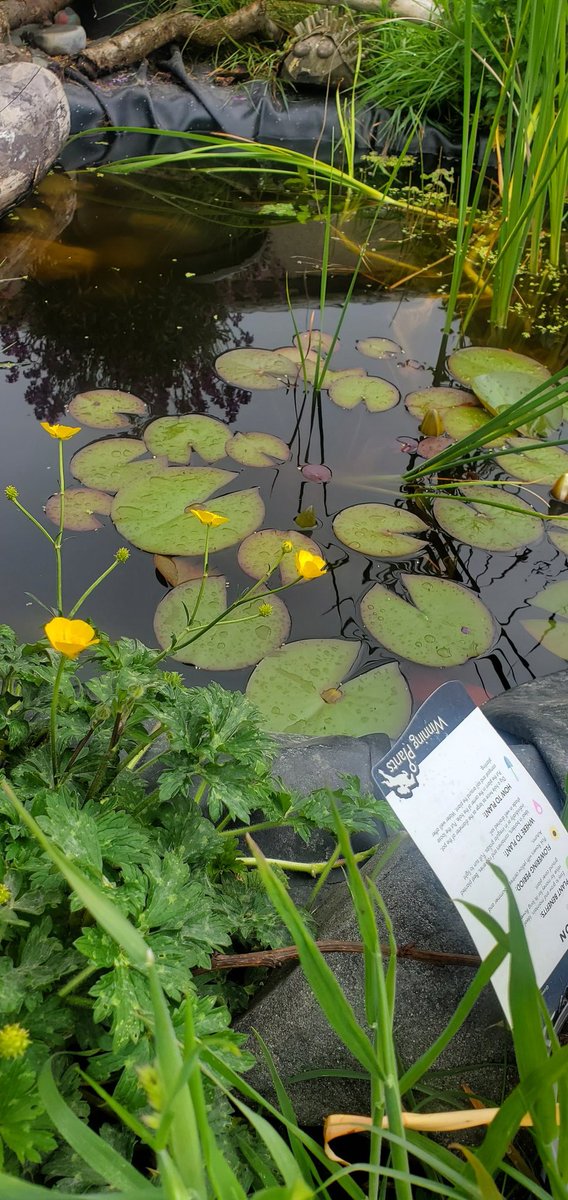 Our water lillies are about to bloom! They took a battering during the storms so we are delighted to see them back!! 🐸 We are eagerly awaiting a sighting of our frigs! #biodiversity #beeChampions #NatureHeroes <a href="/BioInSchools/">Biodiversity in Schools</a> <a href="/SIROIreland/">SIRO Ireland</a>