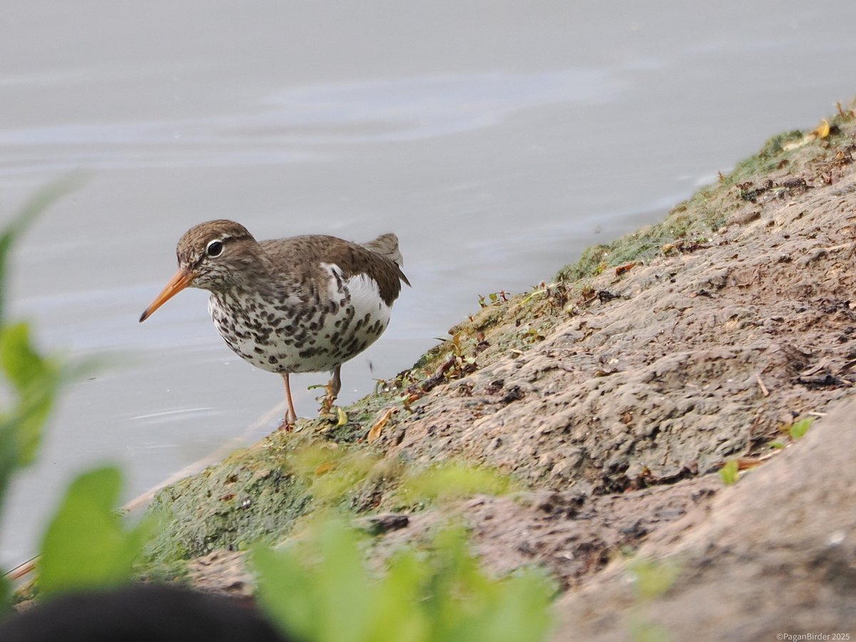 Pagan Birder (@fegwitch) on Twitter photo Just back from a brilliant few days in Norfolk and hoping all the time that the Spotted Sandpiper would stay a few days at Chew V Lake. This morning between the heavy showers the Sandpiper gave some brilliant views, a real stunner of a wader! <a href="/bristolbirding/">BristolBirding</a> Just back from a brilliant few days in Norfolk and hoping all the time that the Spotted Sandpiper would stay a few days at Chew V Lake. This morning between the heavy showers the Sandpiper gave some brilliant views, a real stunner of a wader! <a href="/bristolbirding/">BristolBirding</a>
