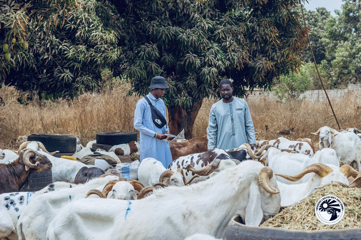 MLHaarun's tweet photo. 2025 Tobaski Operation• Ligayuu Ndey, Anyu Domm•🐏💐 https://t.co/dcf8i3LkOt