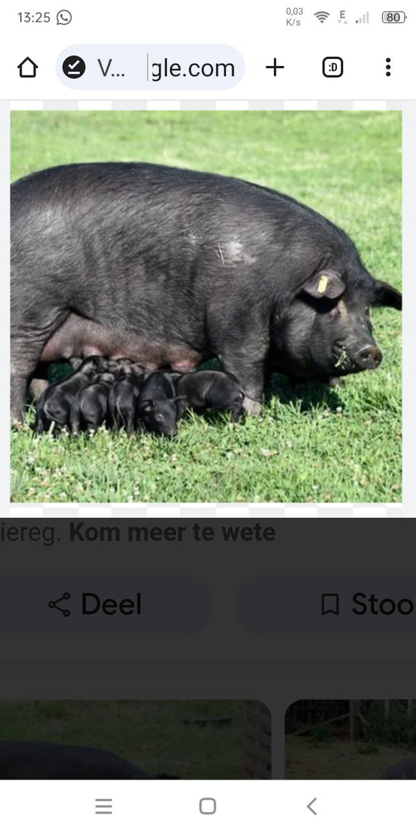 M J Terblanche tweet media