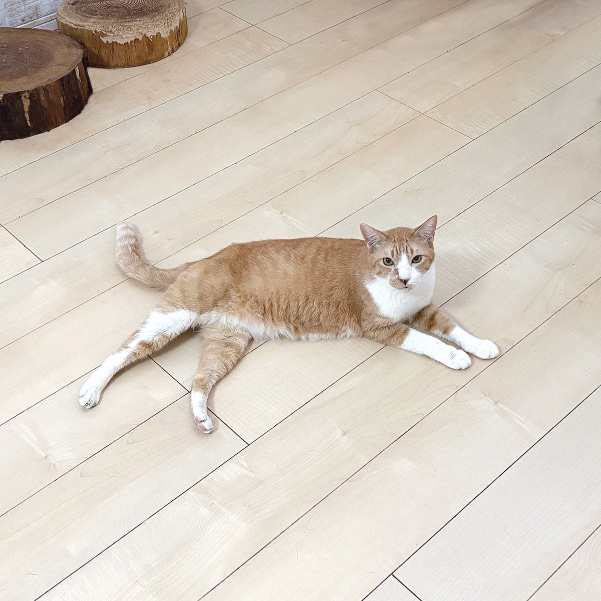 足パカーンしてくつろぐ、みぎ君🐱

ようやく時間に余裕が出来てきて｢お宅の猫ちゃん描きます｣と｢ほごねこ絵日記｣作成ができそうです😖
特にお宅の猫ちゃん描きますはめちゃくちゃお待たせしてしまってすみません💦
順番に取り掛かります🙏🏻