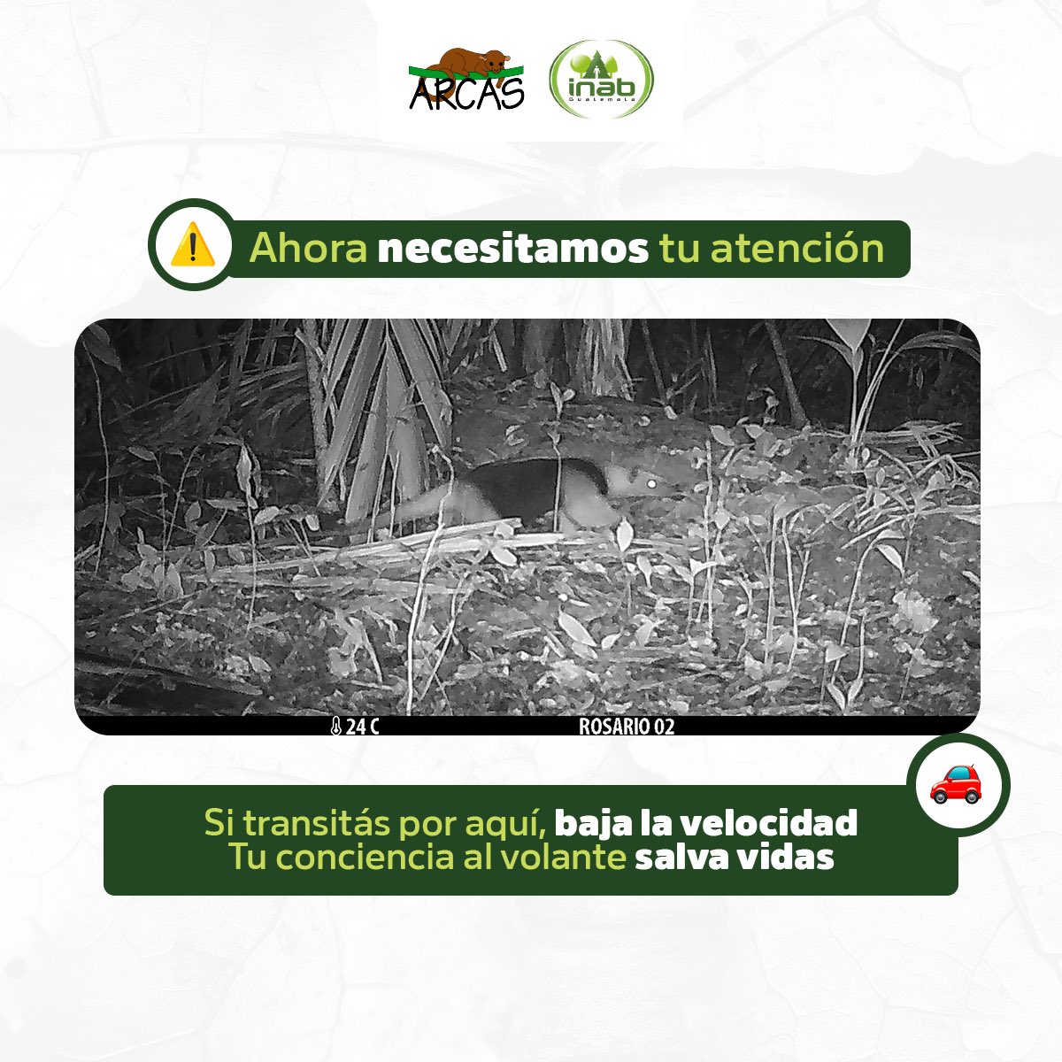 En El Rosario, muchos animales silvestres mueren al cruzar la carretera. Ya hay señales, pero no es suficiente.

🛑 Reduce la velocidad.
Tu conciencia al volante salva vidas. 🐾

#ARCAS #ElRosario #FaunaSilvestre #BiodiversidadGT #Conservación #ManejoForestal #ProtegeLaVida