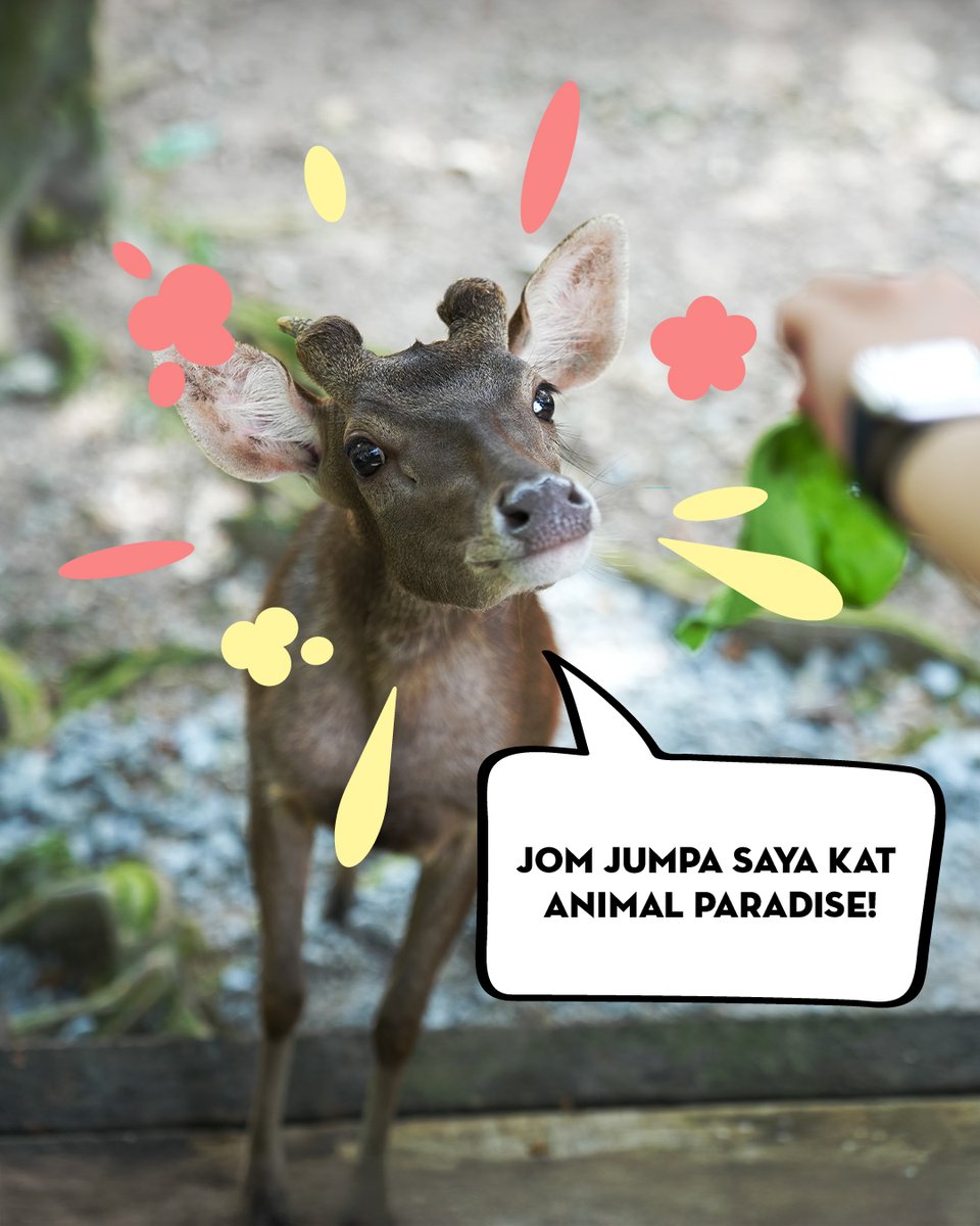 BukitMerah_MY's tweet photo. Waktu cuti sekolah, jom luangkan masa di Animal Paradise! 

Harga tiket hanya pada RM15 (Dewasa) // RM13 (Kanak-kanak). Pembelian hanya boleh dibuat di kaunter tiket😉

#BukitMerahLaketownResort #SplashingFun #VisitMalaysia2026 #SurrealExperiences #MalaysiaTrulyAsia https://t.co/BmTMZkcA9a