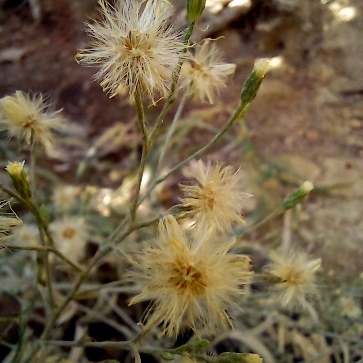Aqiq_di35's tweet photo. 🌼
#NaturePhotography #nature #photography #naturelovers #photo #FlowersOfX #Flowers #Plants #May2025 #leaves #PhotographyonX #wildnature #X #Earth #earthplanet https://t.co/acUsA0NqAY