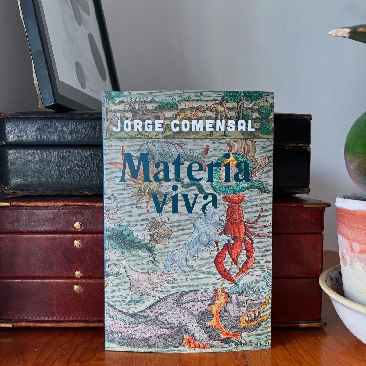edantilope's tweet image. 🦞 "Sin duda la vida es ciega, sorda y muda, y si hay dioses en el mundo son anguilas, escondidas bajo tierra, aletargadas, en gravísimo peligro de extinción."
Jorge Comensal edicionesantilope.com/libros/materia…