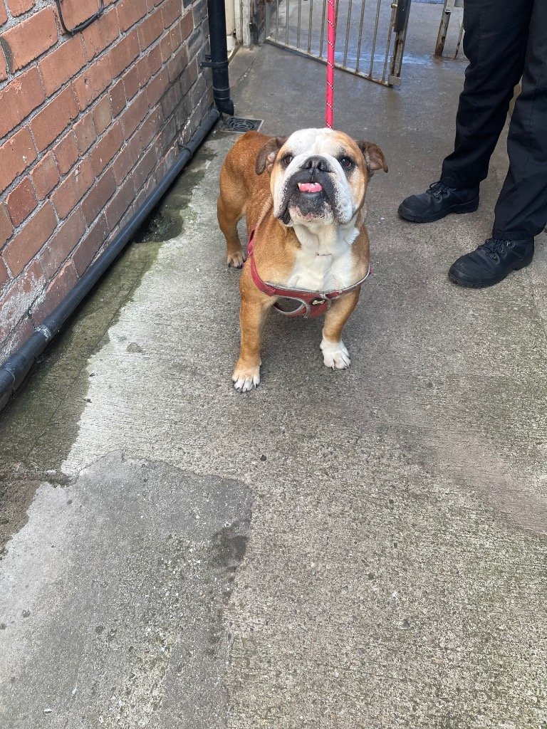 AdoptionsUk's tweet image. Please retweet to help Barbara find a home #BIRKENHEAD #LIVERPOOL #UK 
Available for adoption from a council pound✅
Details or apply below👇
fobk.org.uk/dogs/d2025046-…?
BREED/AGE/COLOUR: British Bulldog, 5 years and red &amp;amp; white.
TYPE OF  HOME: We’re looking for an active home for…