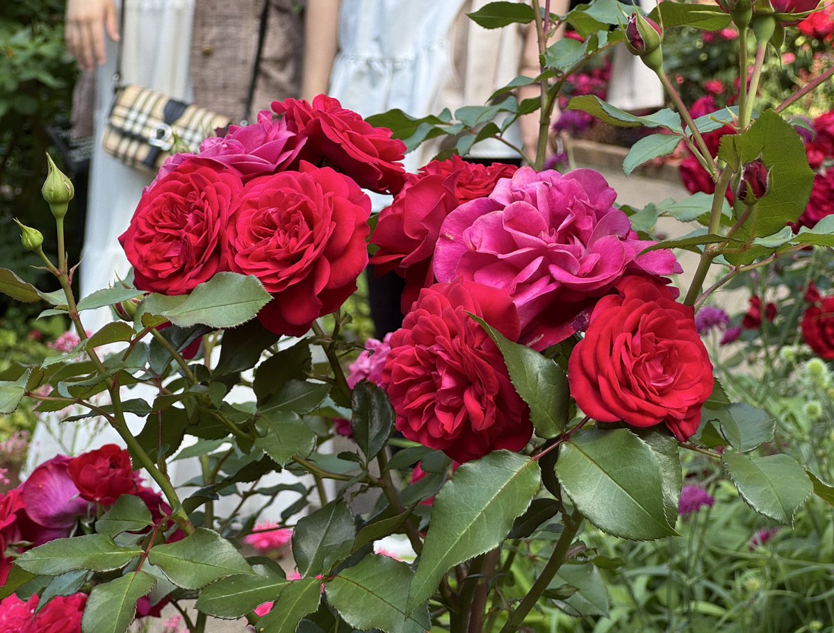 Eko3F's tweet photo. ずっと行ってみたかった四季の香ローズガーデンに行ってきました🌹✨

小さな公園のバラ園ですけど、香りのタイプで種類を分けたエリアと色で分けたエリアとあって、バラ以外の植物も添えられて素敵なバラ園です

1枚目は 四季の香ローズ という名前のシンボルローズだそうです

 #バラ園 https://t.co/4dFWq3pzH1