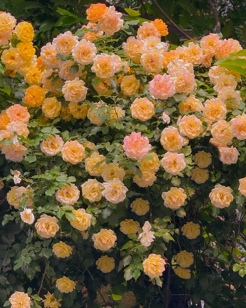 지금 연남동에 장미 쏟아진다