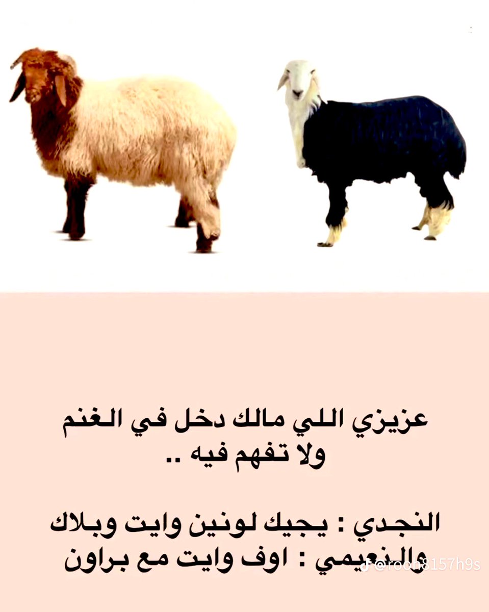 shoog tweet media