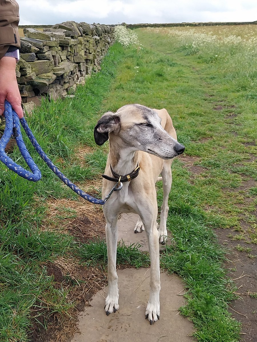 Team 4 out on patrol and found this beauty(chase) 🐾 🐾 on the prowl been lost for 4 hours, happy to say back with owner safe and sound.

<a href="/Calderdale/">Calderdale Council</a> 
<a href="/Suewarden306/">Sue Warden 306 love life and smile ❤</a> 
<a href="/RomaineWarden11/">Romaine</a>