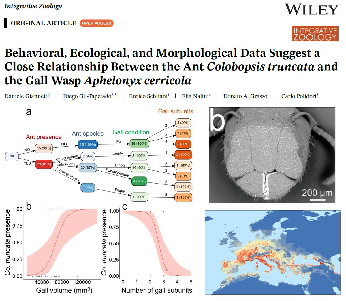 enricoschifani's tweet image. 🐜🌳
Giannetti et al. (2025) Behavioral, ecological, and morphological data suggest a close relationship between the ant Colobopsis truncata and the gall wasp Aphelonyx cerricola
Researchgate: tinyurl.com/2hzxrtt4
@IntegrativeZool