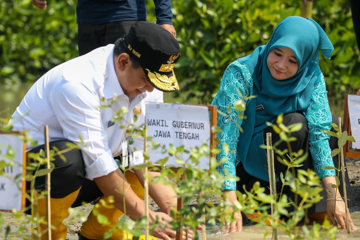 Cegah Abrasi dan Banjir Rob di Sayung Demak, Taj Yasin dan Nawal Tanam 1.000 Mangrove bersama Warga  - 
#JatengGayeng
 jatengprov.go.id/publik/cegah-a…