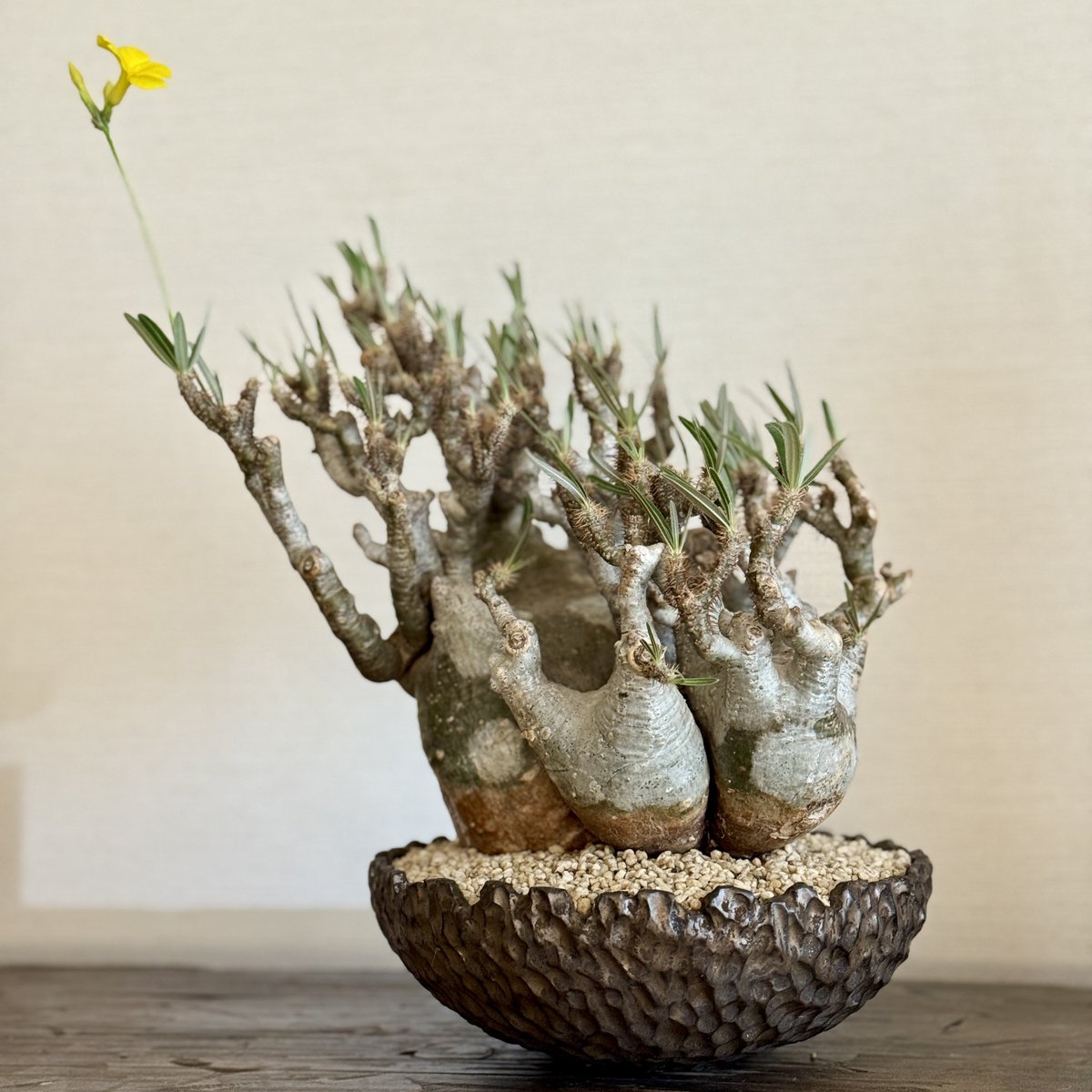 春の植え替え。 グラキリス4頭、今年も花が咲いてくれました。 2年前に