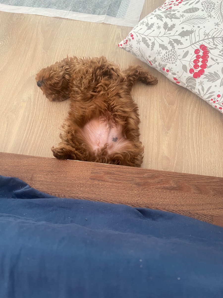 а еще я завела псына
и я в восторге!

зовут Сириус ✨