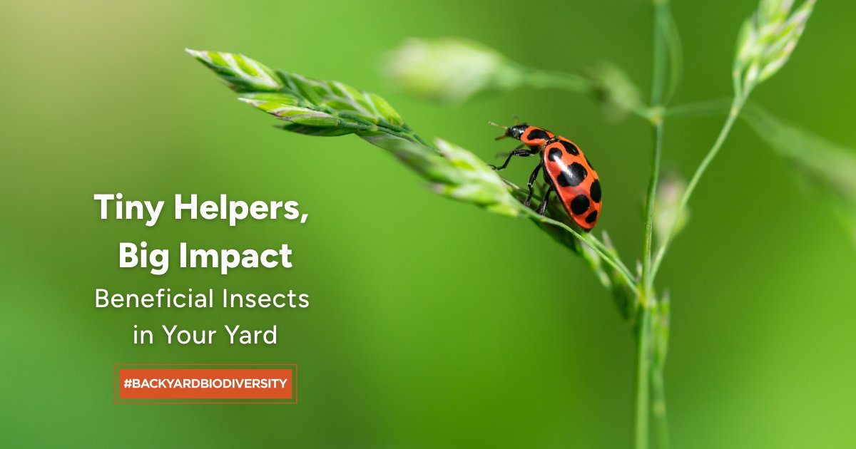 🐞 Not all bugs are bad! Native lady beetles, lacewings, hover flies and ground beetles are tiny heroes that help control harmful bugs and keep your yard healthy.

Learn more about these beneficial insects and how to attract them to your garden. Read more: yourleaf.org/node/2726