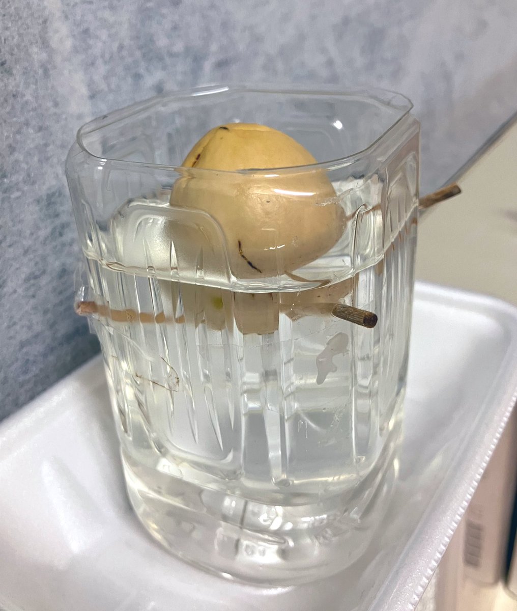 e_tomitaka's tweet photo. 「アボカド /  avocado」
⁡健康面が乱高下してたので
精神安定の為にアボカドの水耕栽培に挑戦🥑
健康面は落ち着いたけど、いまだアボカドの根っこが出ない
調べてみたら根っこが出るのに6週間かかるとか😇ｵｲ

#絵描きさんと繋がりたい  #アナログイラスト  #analogillustration #ワンドロ https://t.co/0yKaXsrhhe