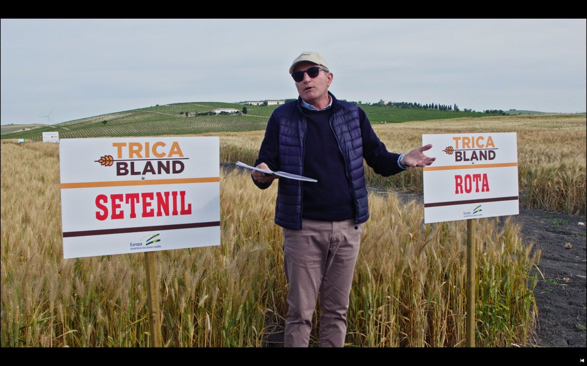 📣nuevo programa 🎥 <a href="/EmpleadosCsur/">Empleados Canal Sur Televisión</a> <a href="/canalsur/">CanalSur</a> 21:30 en Andalucía TV con Real club de enganches de Andalucía y Engranajes Culturales. En Jerez, cooperativistas del trigo proyecto Tricabland Cooperativas Agro-alimentarias de Andalucía