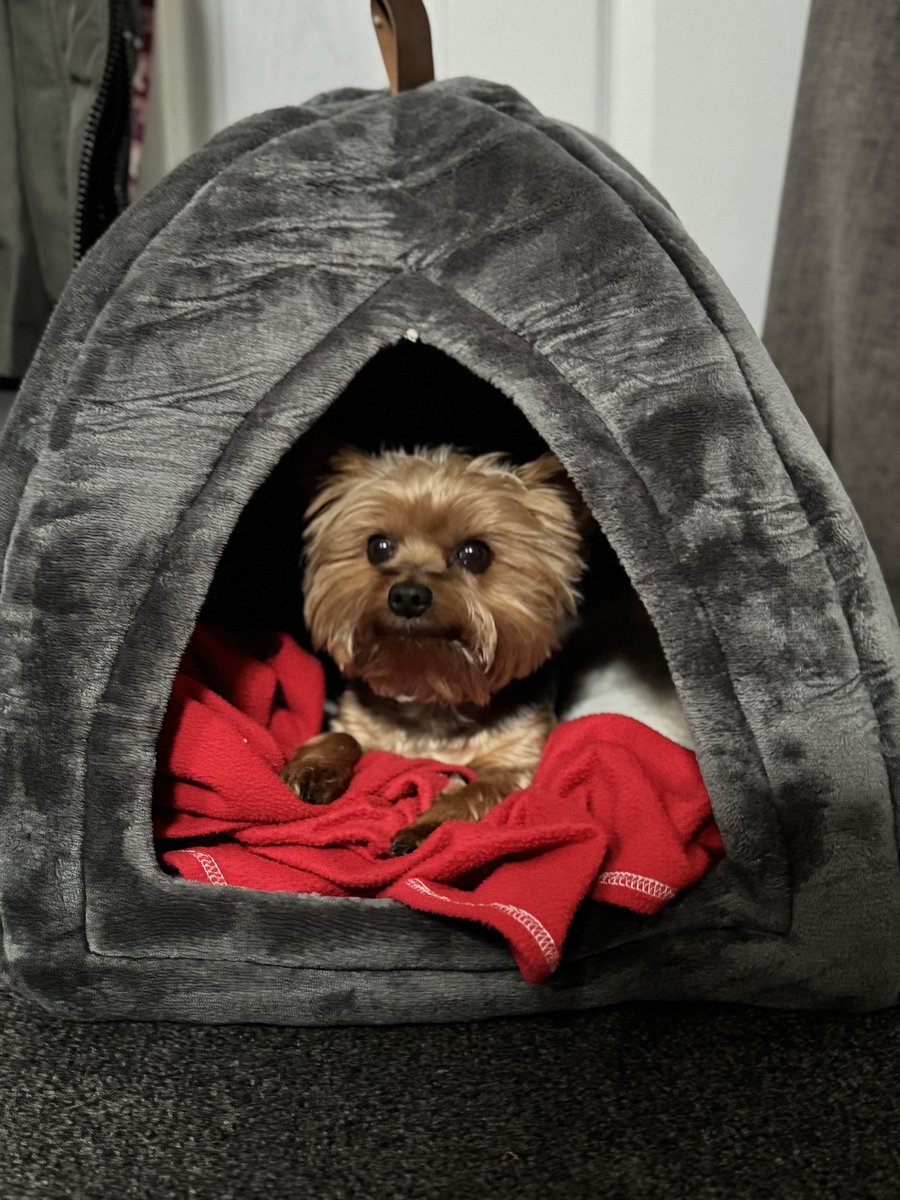 So I get an isolation pig pen and she gets a furry igloo !! I’m gonna speak to gwanni 😡 #ZSHQ