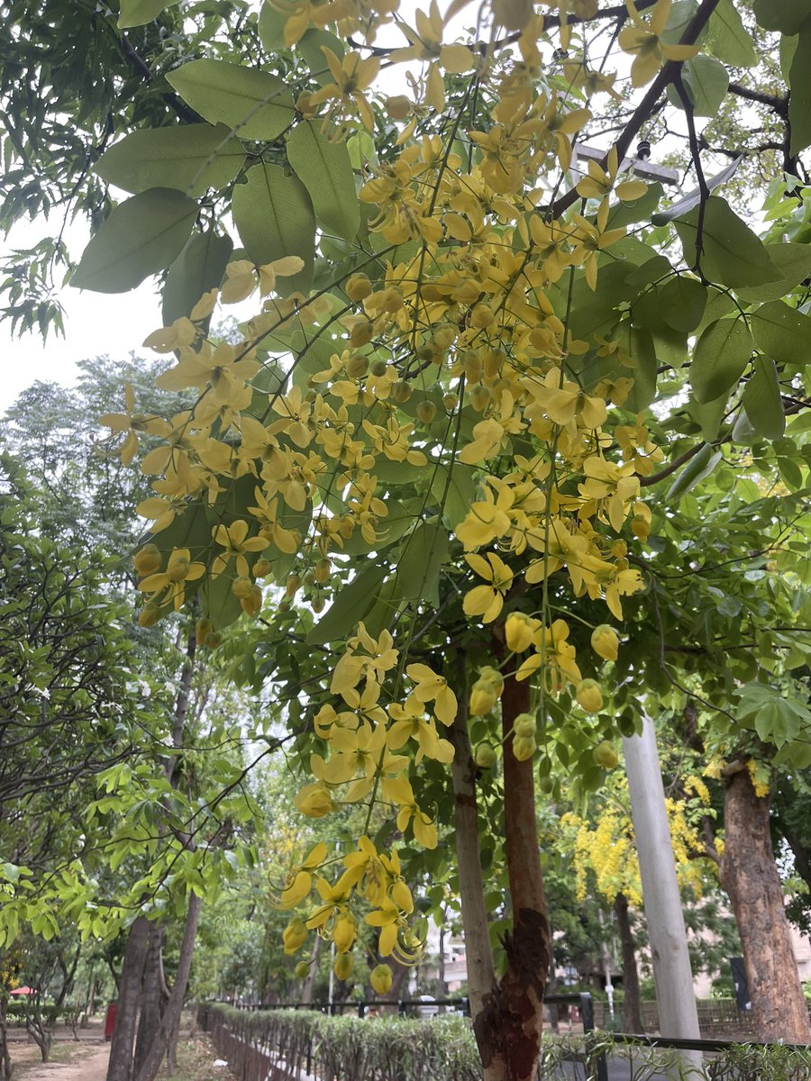 #Delhi mornings