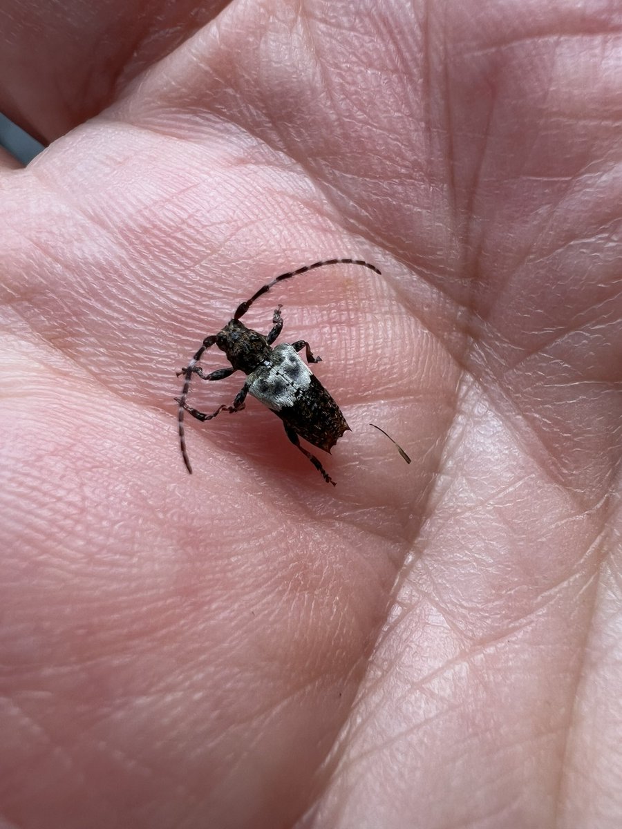 Ruth Newby (@ruth_newby) on Twitter photo Some beetles from <a href="/ladywalk_nr/">Ladywalk NR</a> on Sunday: Black and Red-Headed Cardinal Beetles, the weevil Polydrusus formosus and the Greater Thorn-tipped Longhorn which I rescued from my hair! #beetles Some beetles from <a href="/ladywalk_nr/">Ladywalk NR</a> on Sunday: Black and Red-Headed Cardinal Beetles, the weevil Polydrusus formosus and the Greater Thorn-tipped Longhorn which I rescued from my hair! #beetles